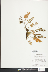 Polypodium polypodioides image