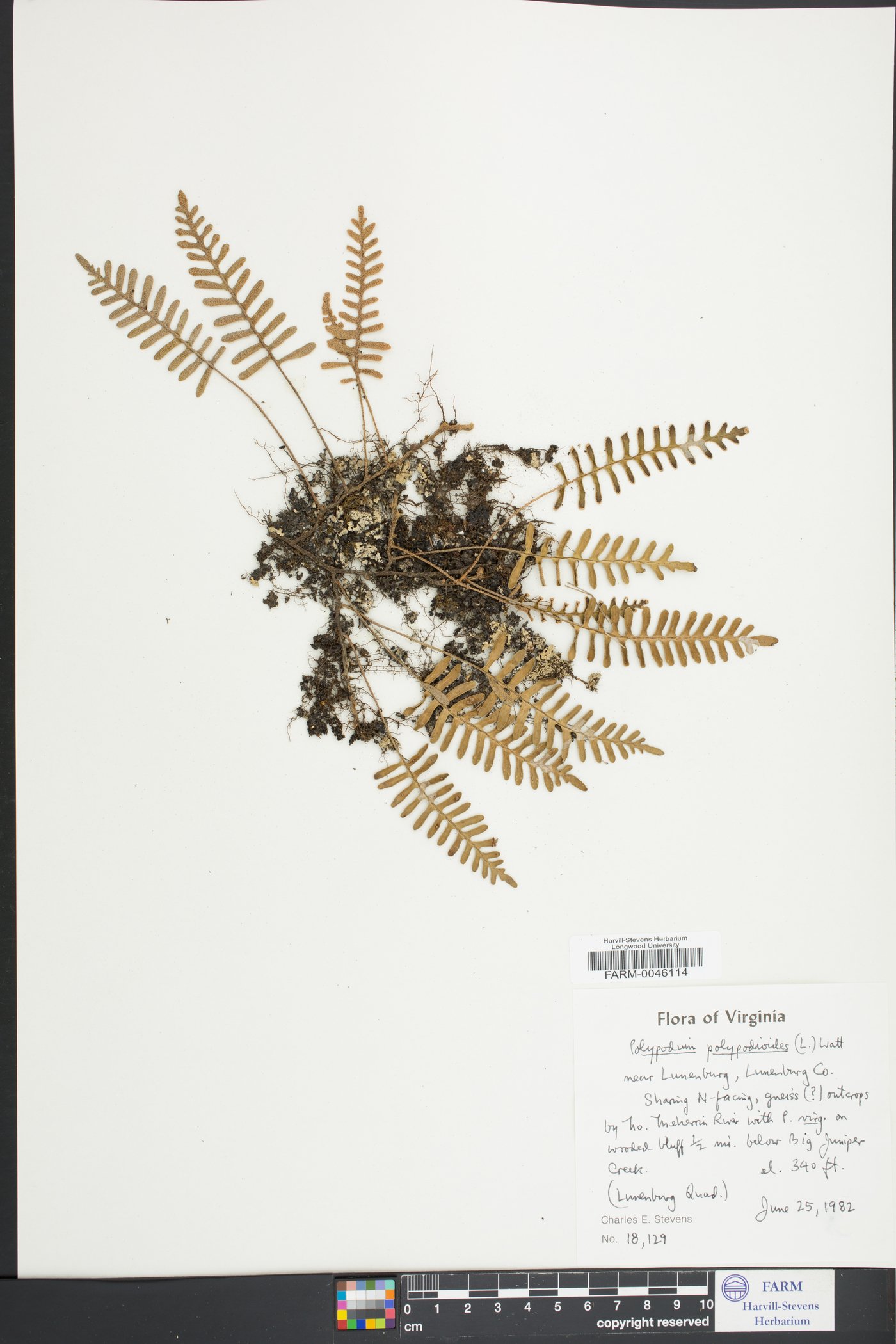 Polypodium polypodioides image