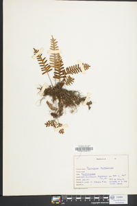 Polypodium polypodioides image