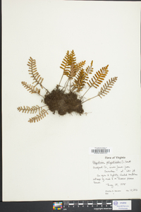 Polypodium polypodioides image