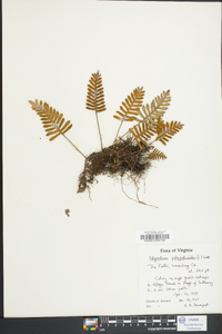 Polypodium polypodioides image