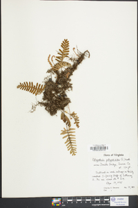 Polypodium polypodioides image