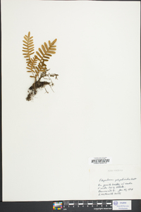 Polypodium polypodioides image