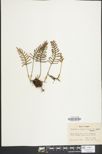 Polypodium polypodioides image