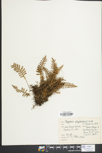 Polypodium polypodioides image