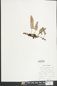 Polypodium polypodioides image