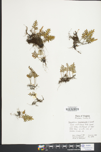 Polypodium polypodioides image