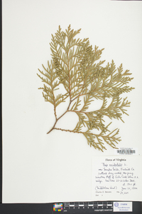 Thuja occidentalis image