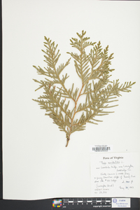 Thuja occidentalis image