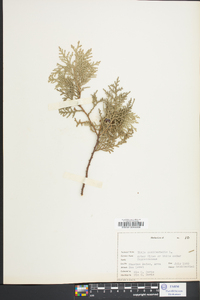 Thuja occidentalis image