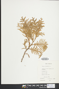 Thuja occidentalis image