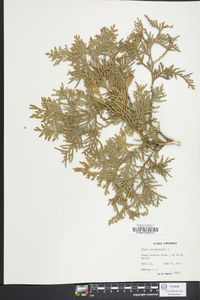 Thuja occidentalis image