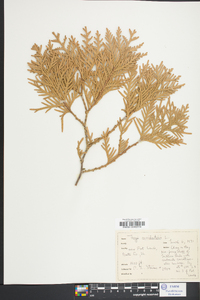 Thuja occidentalis image