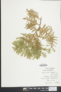 Thuja occidentalis image