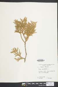 Thuja occidentalis image