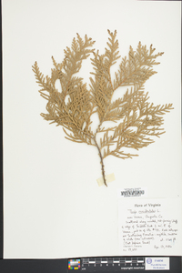 Thuja occidentalis image