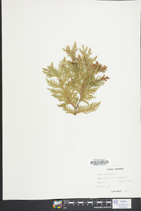 Thuja occidentalis image