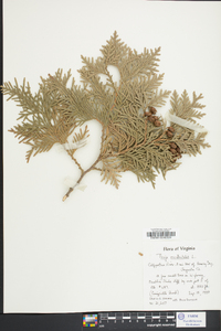 Thuja occidentalis image