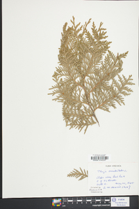 Thuja occidentalis image