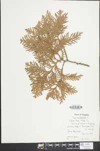 Thuja occidentalis image