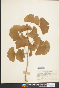 Ginkgo biloba image