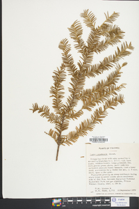 Taxus canadensis image