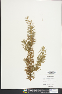 Taxus canadensis image