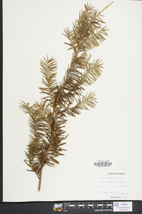 Taxus canadensis image