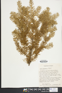 Taxus canadensis image