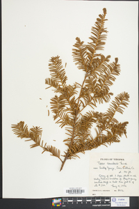 Taxus canadensis image