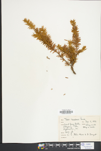 Taxus canadensis image