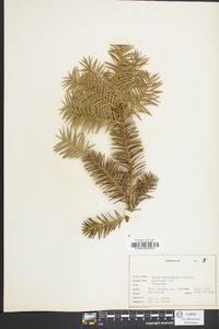 Taxus canadensis image