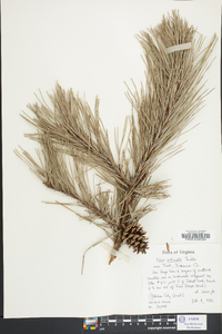 Pinus echinata image