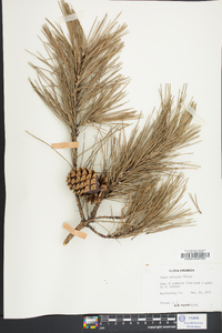 Pinus echinata image