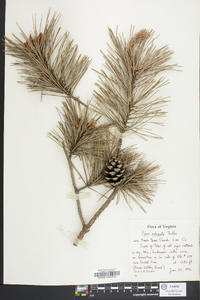 Pinus echinata image