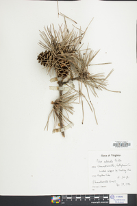 Pinus echinata image