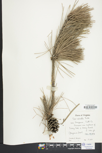 Pinus echinata image