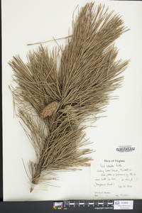 Pinus echinata image