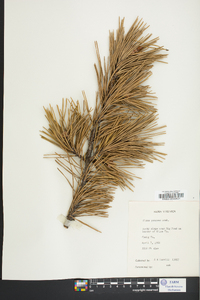 Pinus pungens image