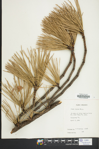 Pinus rigida image