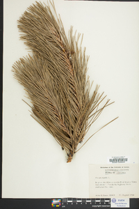 Pinus rigida image