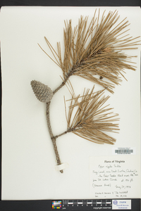 Pinus rigida image