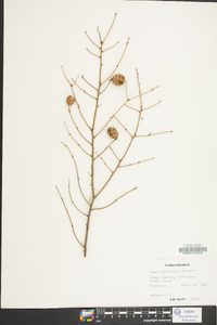 Tsuga canadensis image