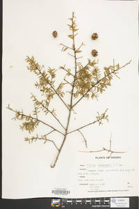 Tsuga canadensis image