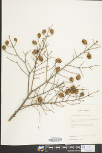 Tsuga canadensis image