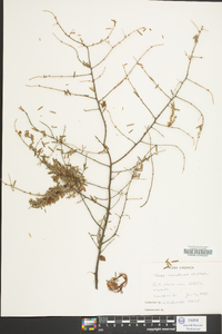 Tsuga canadensis image