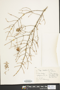 Tsuga canadensis image