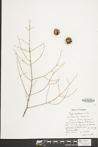 Tsuga canadensis image