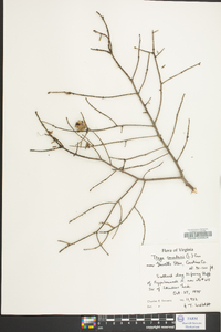 Tsuga canadensis image