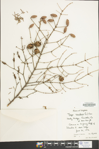 Tsuga canadensis image